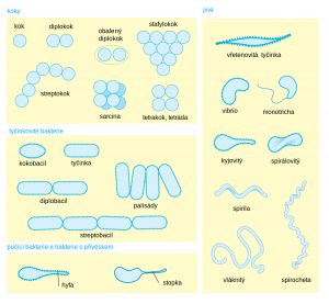 bacterial_morphology_diagram_cs_-2-_svg.png